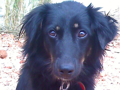 Ψάχνουν σπίτι για τη Μιράντα